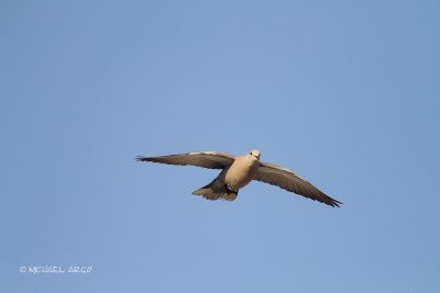 Eurasian Collard Dove.JPG