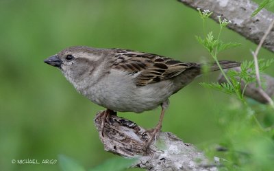 House Sparrow