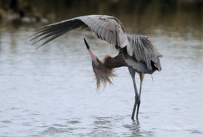 Reddish Egret