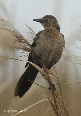 Great-tailed Grackle