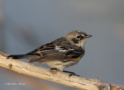 Yellow-rumped Warbler