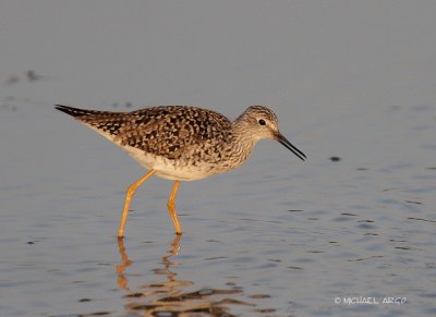 Greater Yellowlegs