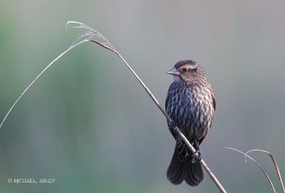 Red-winged Blackbird