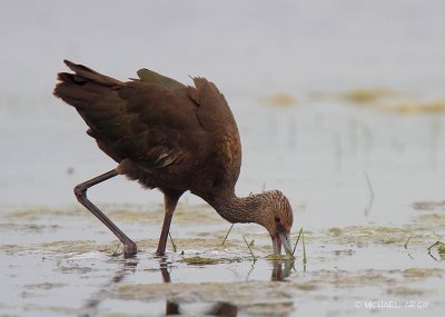 White-faced Ibis