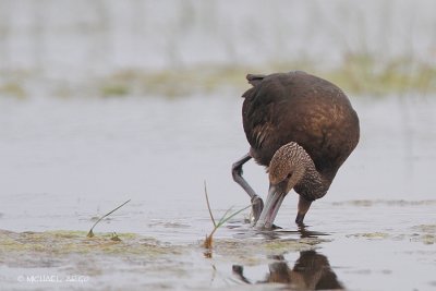 White-faced Ibis