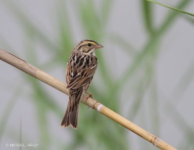 Savannah Sparrow