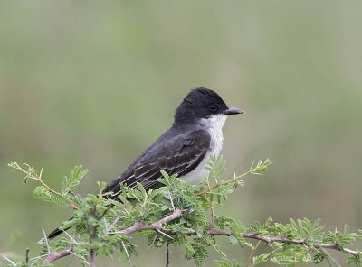 Kingbirds