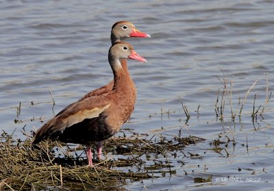 Black-bellied Whistling Ducks