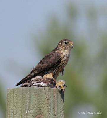 Merlin