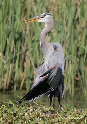 Great Blue Heron