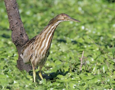 American Bittern