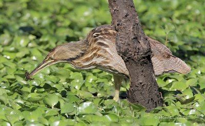 American Bittern