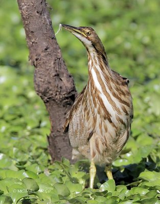 American Bittern