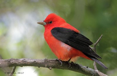 Scarlet Tanager