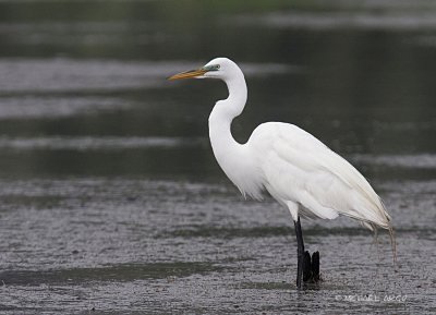 Great Egret