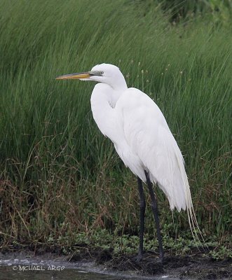 Great Egret