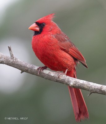 Northern Cardinal.JPG