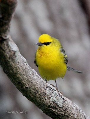 Blue-winged Warbler