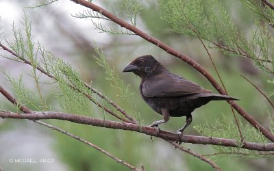Bronzed Cowbird