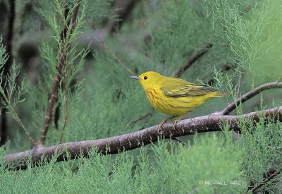 Yellow Warbler