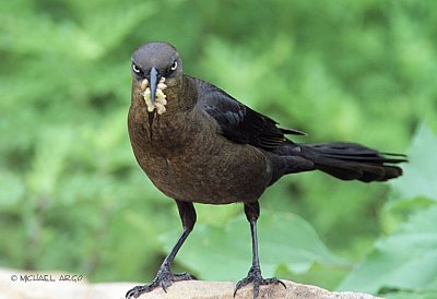 Great-tailed Grackle