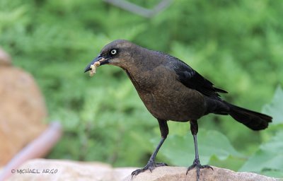 Great-tailed Grackle