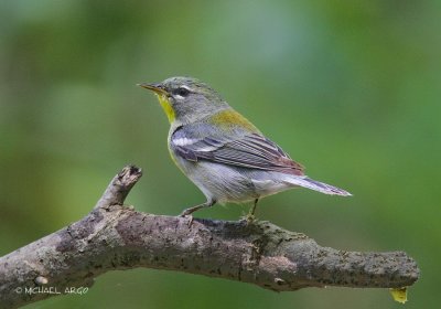 Northern Parula