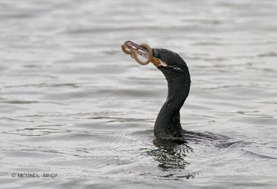 Neotropic Cormorant