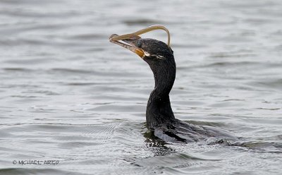 Neotropic Cormorant