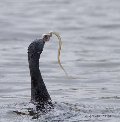 Neotropic Cormorant