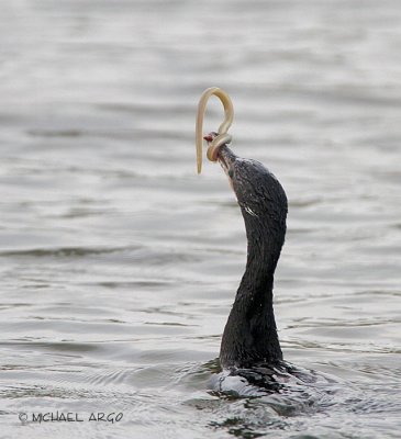 Neotropic Cormorant