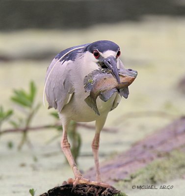 Black Crowned Night Heron