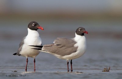 Laughing Gulls 2.JPG
