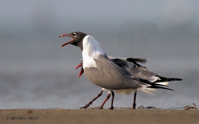 Laughing Gulls