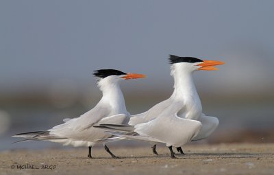 Royal Terns