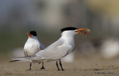 Royal Terns