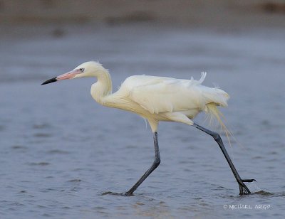 Reddish Egret