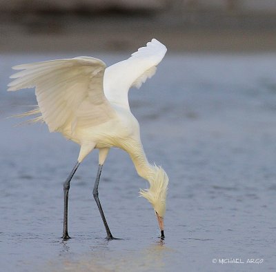 Reddish Egret