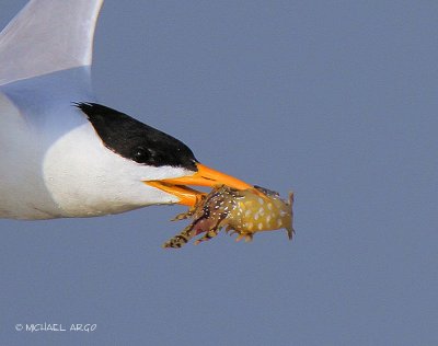 Royal Tern with a Sargassum Fish