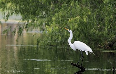 Great Egret.