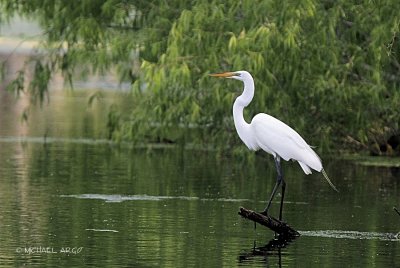 Great Egret