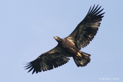 American Bald Eagle