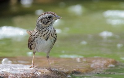 Lincoln's  Sparrow
