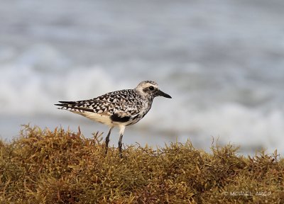 Black-bellied Plover