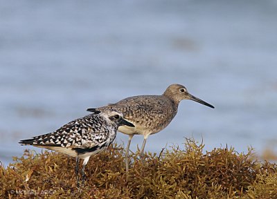 Black-bellied Plover and Eastern Willet