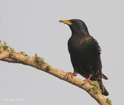 European Starling