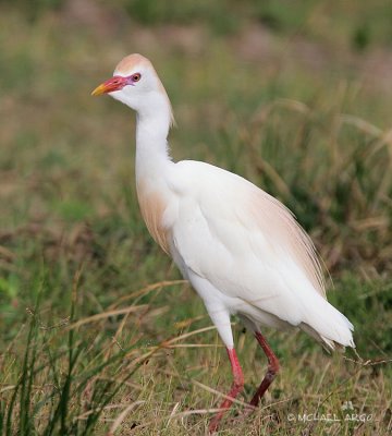 Cattle Egret