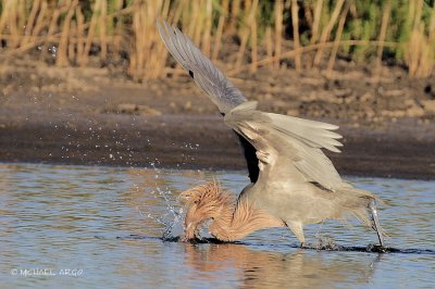 Reddish Egret