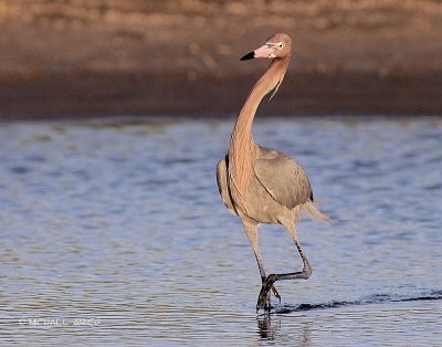 Reddish Egret