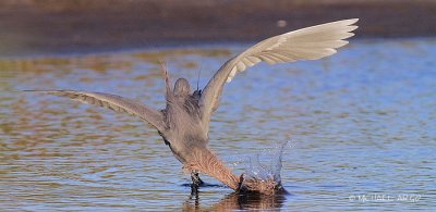 Reddish Egret